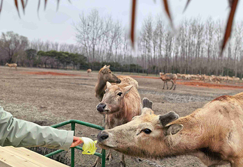 溱湖国家湿地公园第 29 张图片