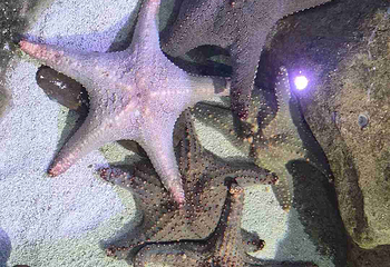 悉尼水族馆第 50 张图片