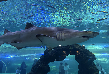 济州岛Aqua Planet水族馆第 47 张图片