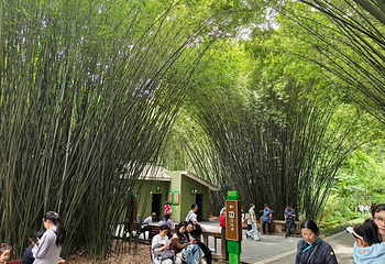 成都大熊猫繁育研究基地第 174 张图片