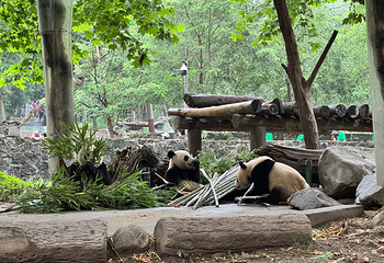 卧龙中华大熊猫苑神树坪基地第 63 张图片