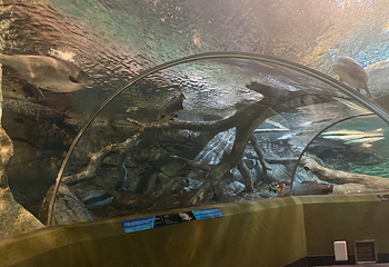 上海海洋水族馆第 173 张图片