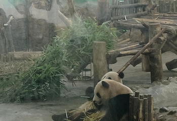 成都大熊猫繁育研究基地第 789 张图片