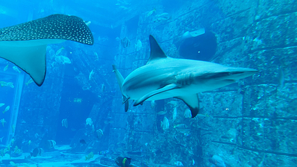 迪拜“失落的世界”水族馆第 6 张图片