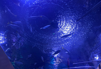 三亚亚特兰蒂斯失落的空间水族馆第 272 张图片