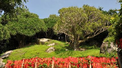 南山不老松第 1 张图片