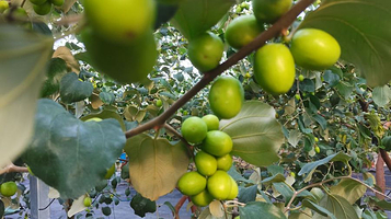 惠丰水果采摘园