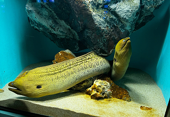 宫岛水族馆第 11 张图片
