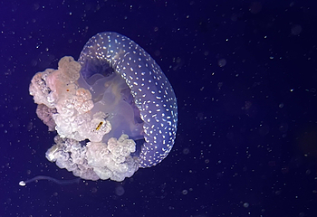 丹麦国立水族馆第 19 张图片