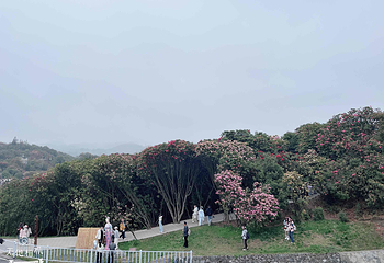 百里杜鹃风景区第 58 张图片