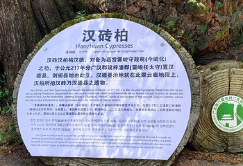 翠云廊第 22 张图片