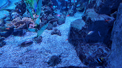 釜山SEA LIFE水族馆第 40 张图片
