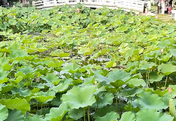 莫愁湖公园第 38 张图片