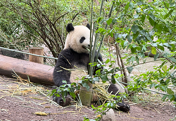 成都大熊猫繁育研究基地第 409 张图片