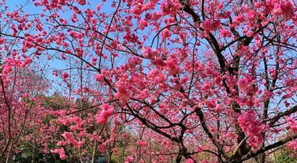 郊野公园-桃花观