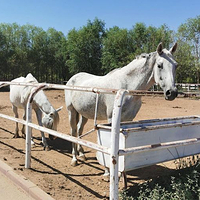 恒尚伯骏马术俱乐部