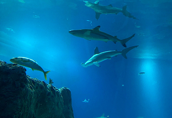 丹麦国立水族馆第 29 张图片