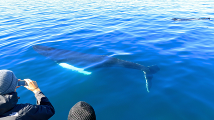 Salka Whale Watching第 11 张图片