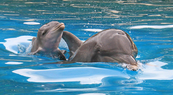 Coffs Coast Wildlife Sanctuary