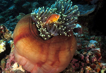 Diving Indo第 15 张图片