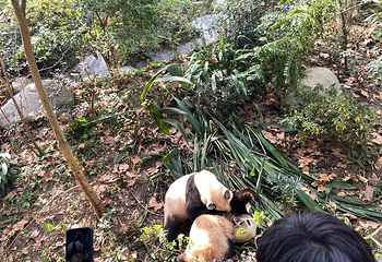 成都大熊猫繁育研究基地第 422 张图片