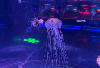上海海昌海洋公园第 370 张图片