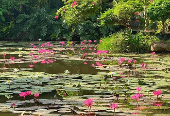 中国科学院西双版纳热带植物园第 116 张图片