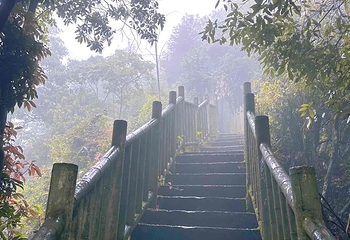 茶山竹海第 20 张图片
