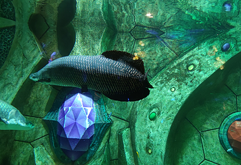 三亚亚特兰蒂斯失落的空间水族馆第 166 张图片