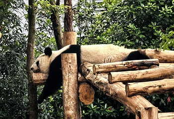 成都大熊猫繁育研究基地第 238 张图片