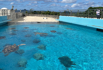 冲绳美丽海水族馆第 100 张图片