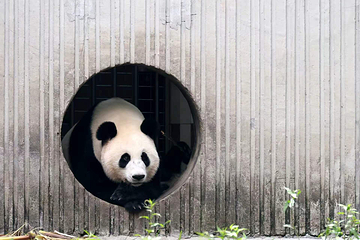 卧龙中华大熊猫苑神树坪基地第 56 张图片