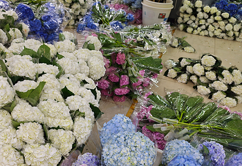 昆明斗南花卉市场第 14 张图片