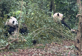 成都大熊猫繁育研究基地第 427 张图片