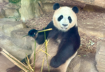 成都大熊猫繁育研究基地第 621 张图片