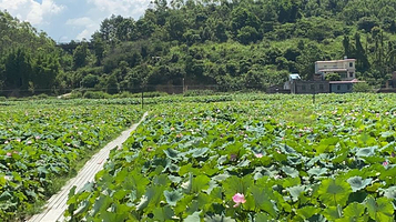 新丰非遗荷花田