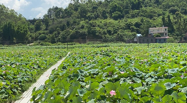 新丰非遗荷花田