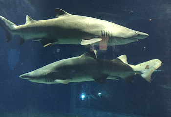 茨城县大洗水族馆第 29 张图片