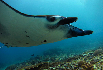 Diving Indo第 14 张图片