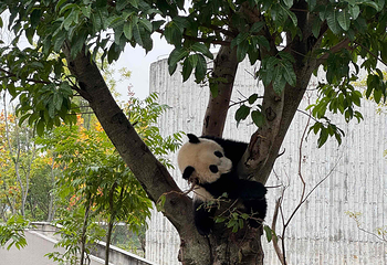 成都大熊猫繁育研究基地第 282 张图片
