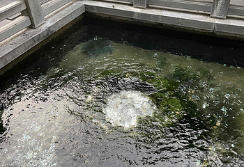 趵突泉景区第 305 张图片