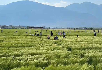 喜洲麦田小火车第 7 张图片