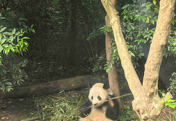 成都大熊猫繁育研究基地第 435 张图片
