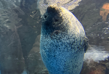 上海海洋水族馆第 202 张图片