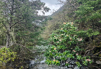 康定木格措景区第 92 张图片