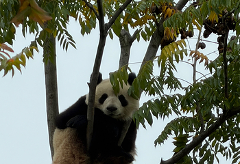 成都大熊猫繁育研究基地第 608 张图片