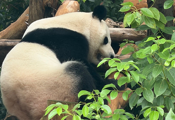 成都大熊猫繁育研究基地第 277 张图片