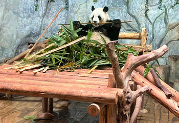 深圳野生动物园第 77 张图片
