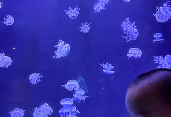 三亚亚特兰蒂斯失落的空间水族馆第 246 张图片