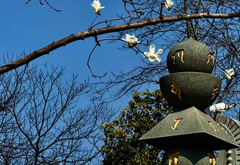 大兴善寺第 38 张图片